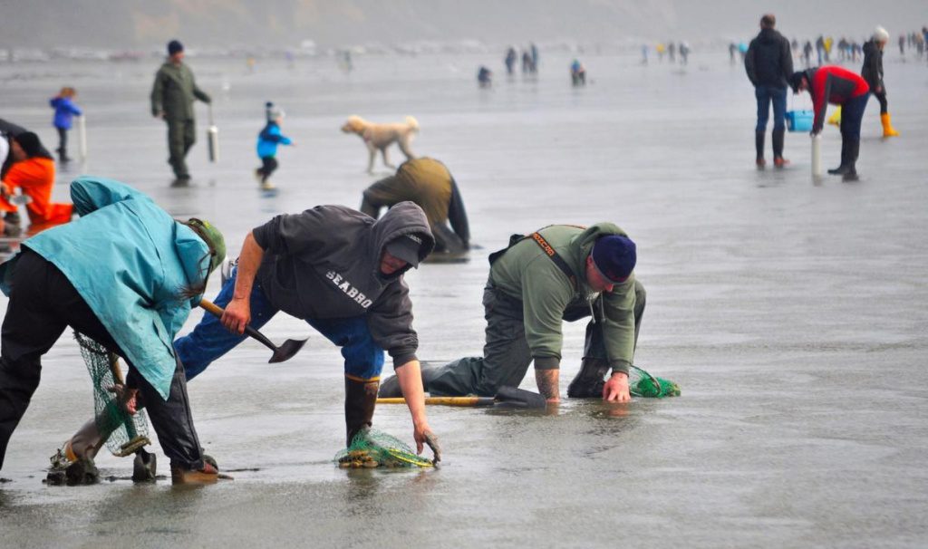 Pacific Razor Clam digging on the beach in Long Beach Washington at our hotel in Long Beach Washington at Chautauqua Resort