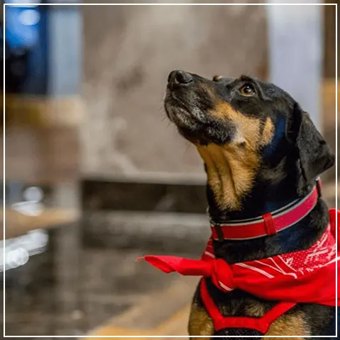 Dog-friendly resort at Chautauqua